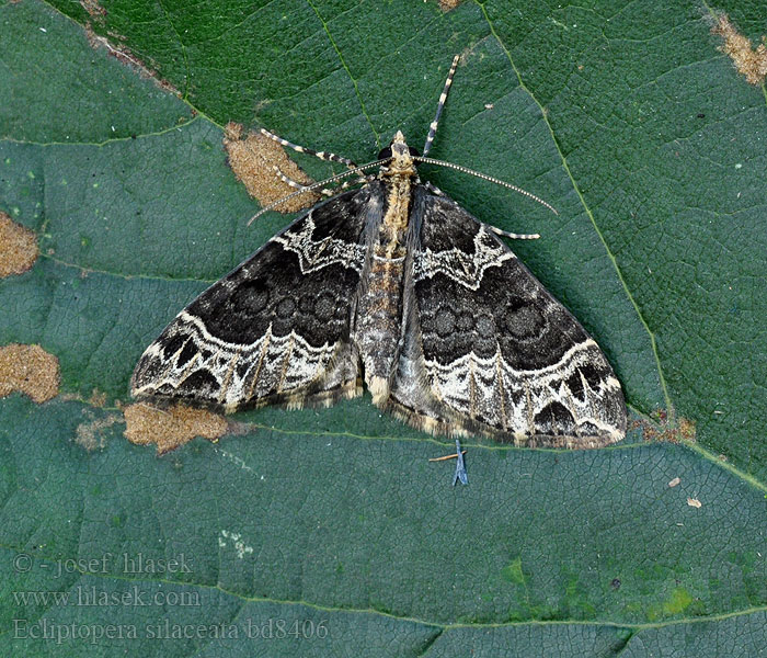 Ecliptopera silaceata ヒメハガタナミシャク Small Phoenix