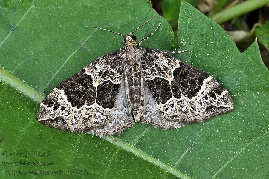 Small Phoenix Ecliptopera silaceata