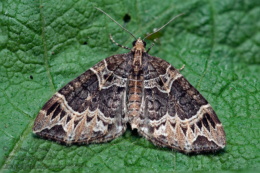 Small Phoenix Ecliptopera silaceata