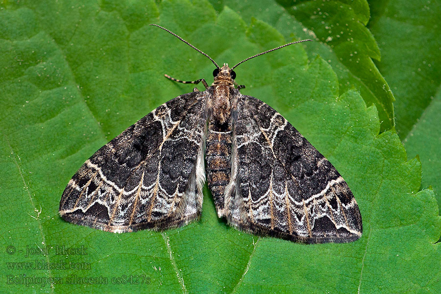 Ecliptopera silaceata