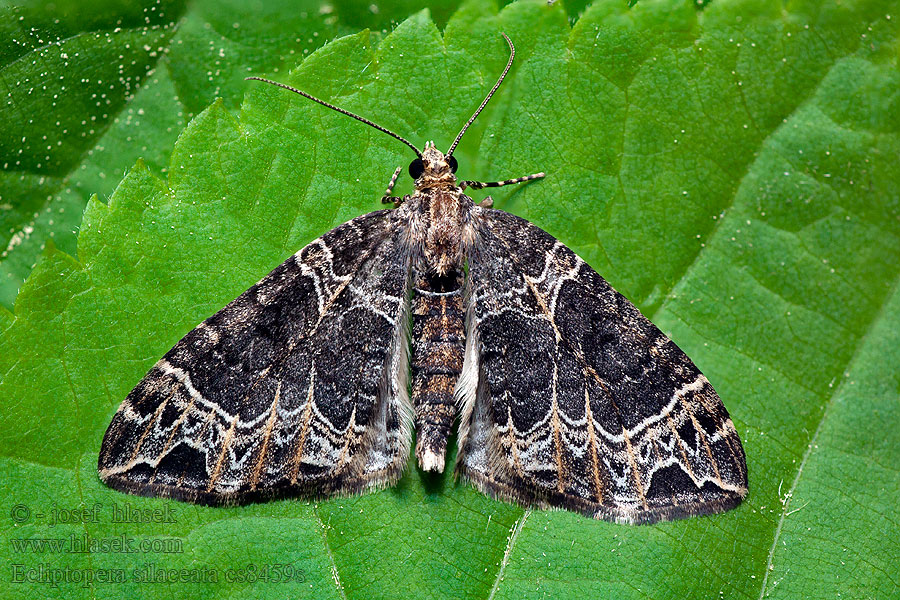 Ecliptopera silaceata