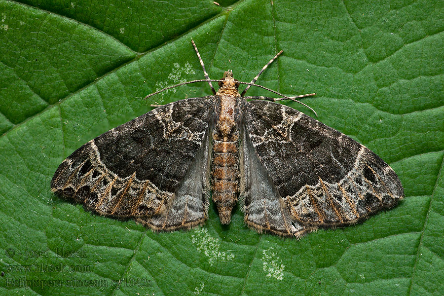 Ecliptopera silaceata