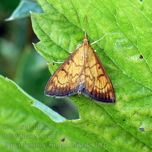 Ecpyrrhorrhoe rubiginalis Vijačka betoniková