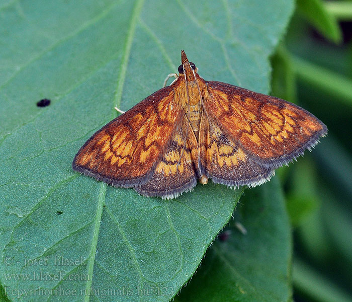 Ecpyrrhorrhoe rubiginalis