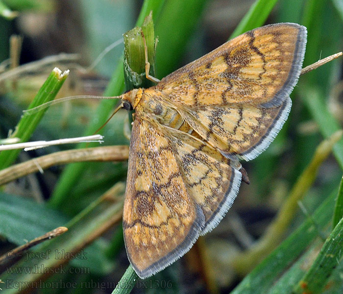 Ecpyrrhorrhoe rubiginalis Vijačka betoniková