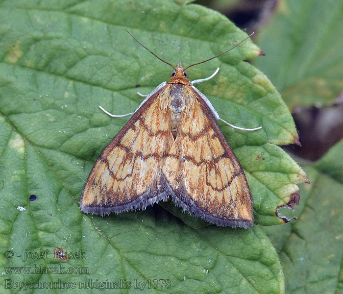 Ecpyrrhorrhoe rubiginalis Vijačka betoniková