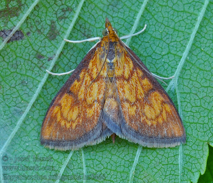 Vijačka betoniková Ecpyrrhorrhoe rubiginalis