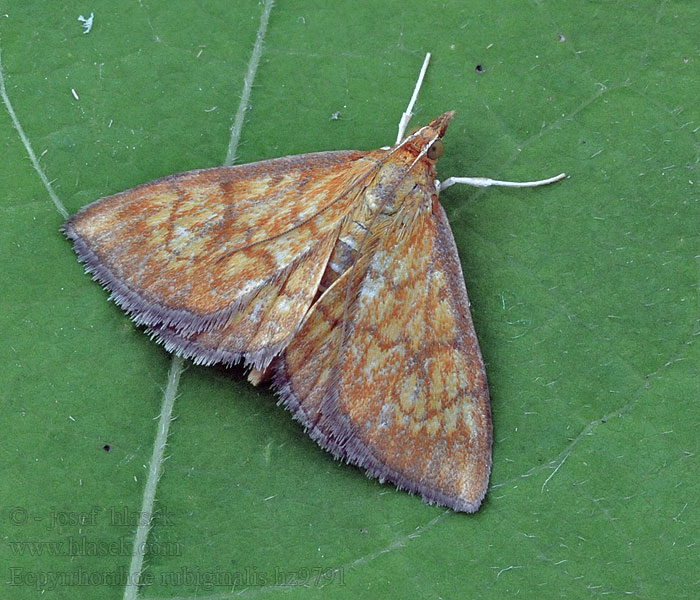 Vijačka betoniková Ecpyrrhorrhoe rubiginalis