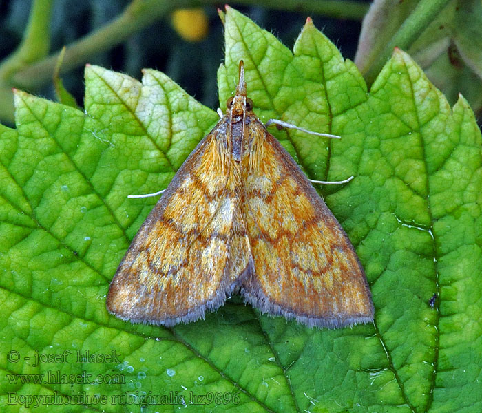 Ecpyrrhorrhoe rubiginalis Vijačka betoniková