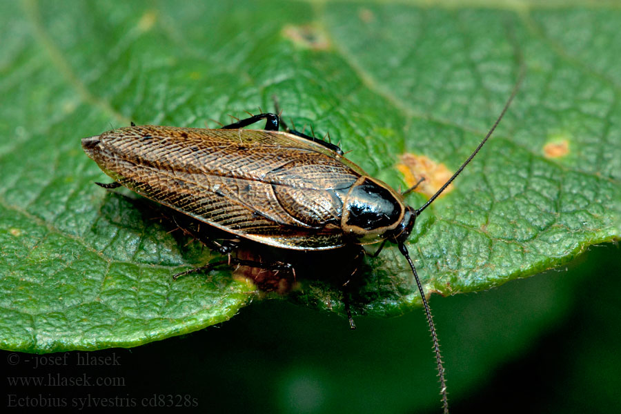 Dunkle Waldschabe Ectobius sylvestris