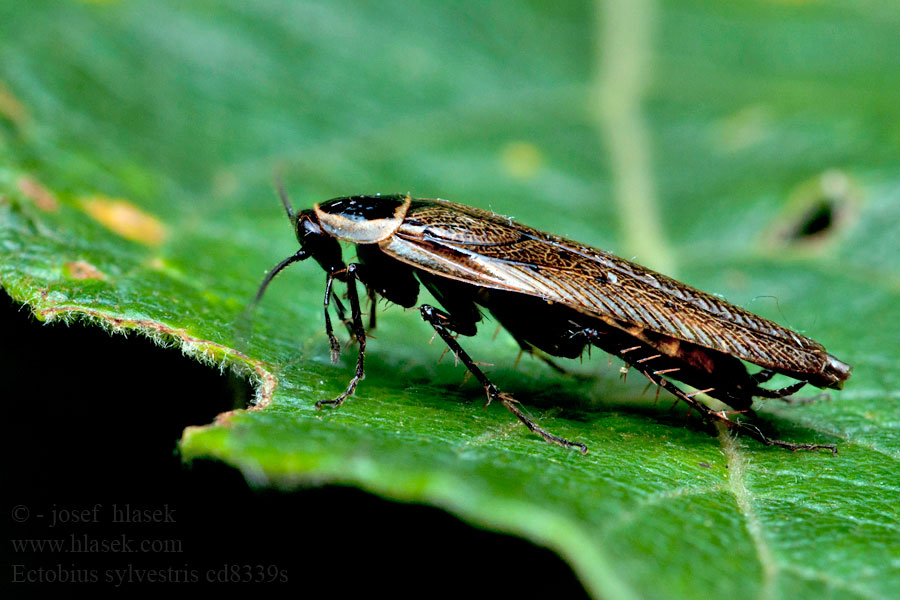 Rusec lesní Ectobius sylvestris