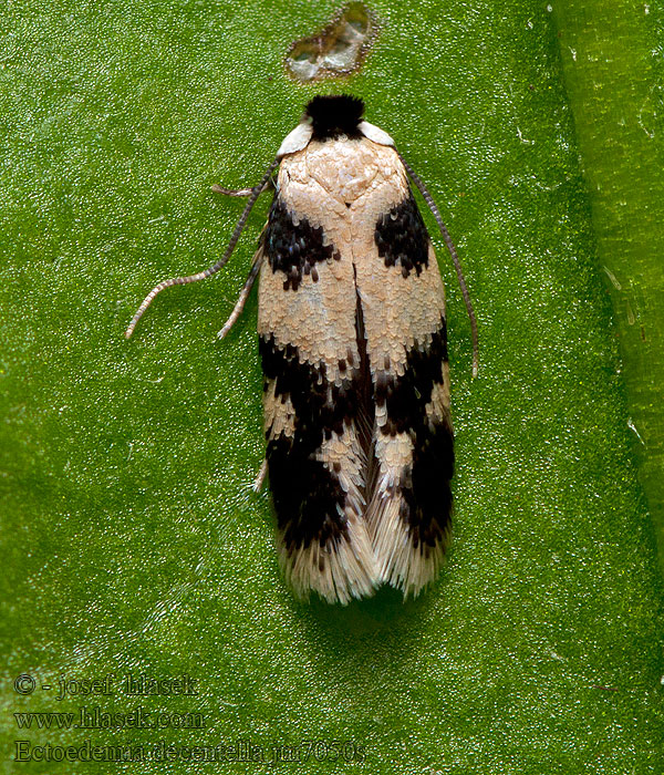 Ectoedemia decentella