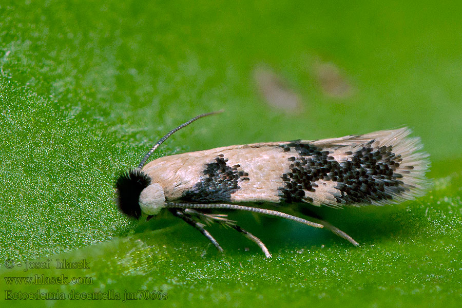 Esdoornvruchtmineermot Ectoedemia decentella