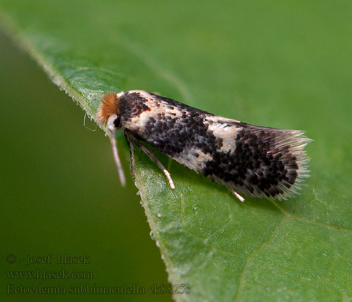 Ectoedemia subbimaculella Drobník žltobodý Brunkragad ekdvärgmal