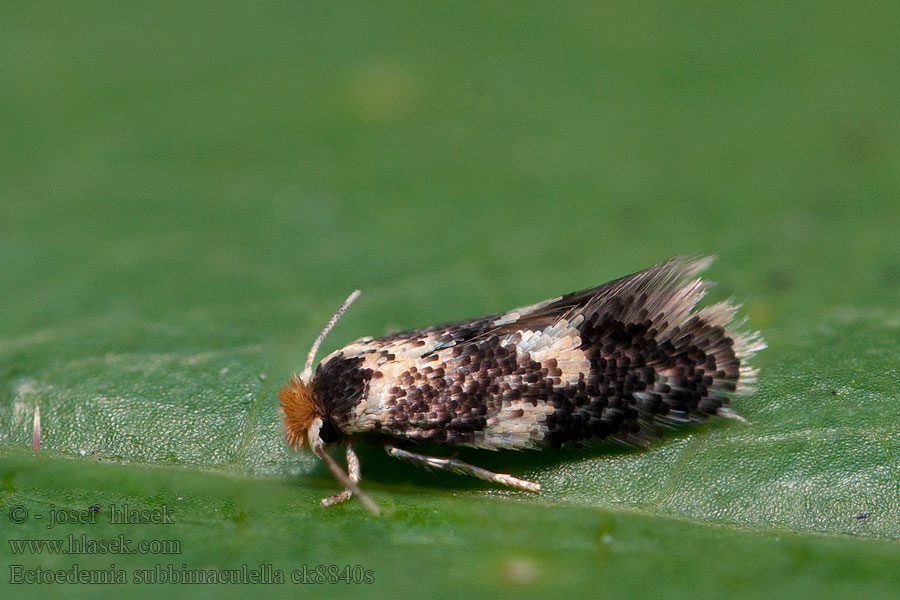 Ectoedemia subbimaculella Gespleten eikenblaasmijnmot