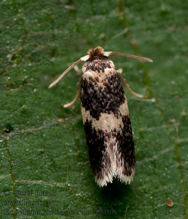 Drobník žltobodý Gespleten eikenblaasmijnmot Ectoedemia subbimaculella