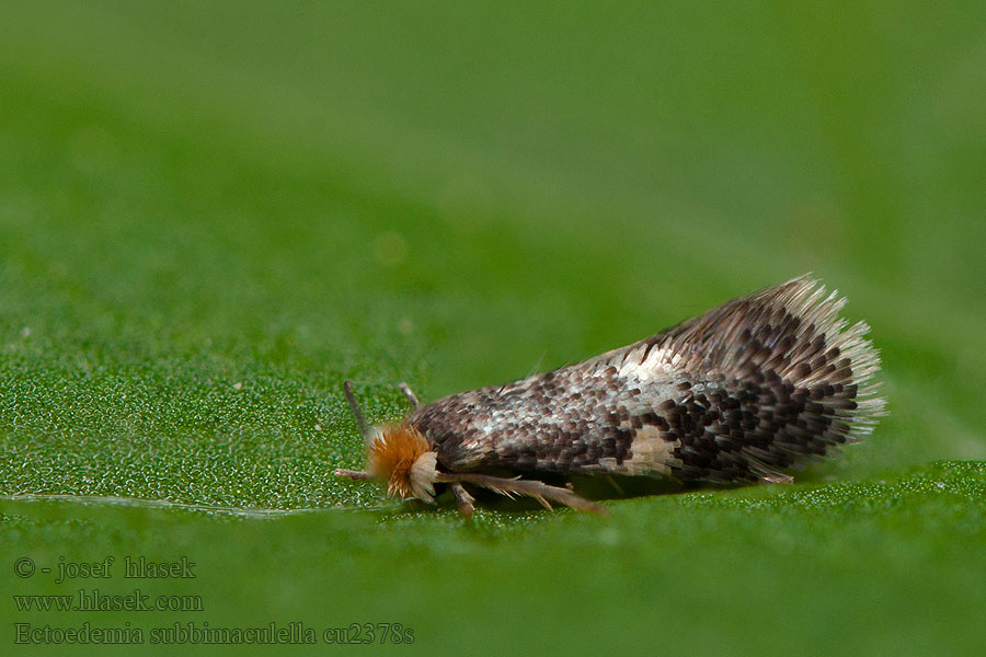 Ectoedemia subbimaculella