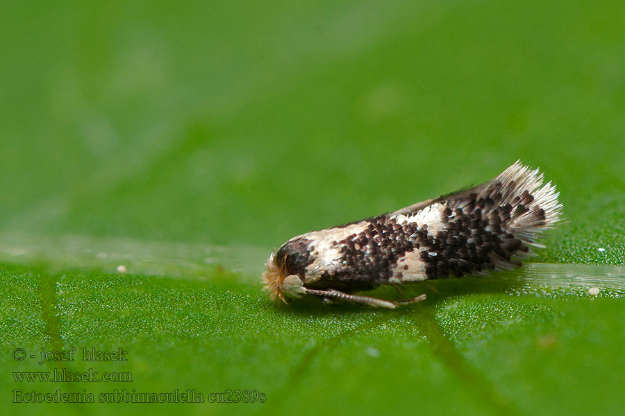 Ectoedemia subbimaculella