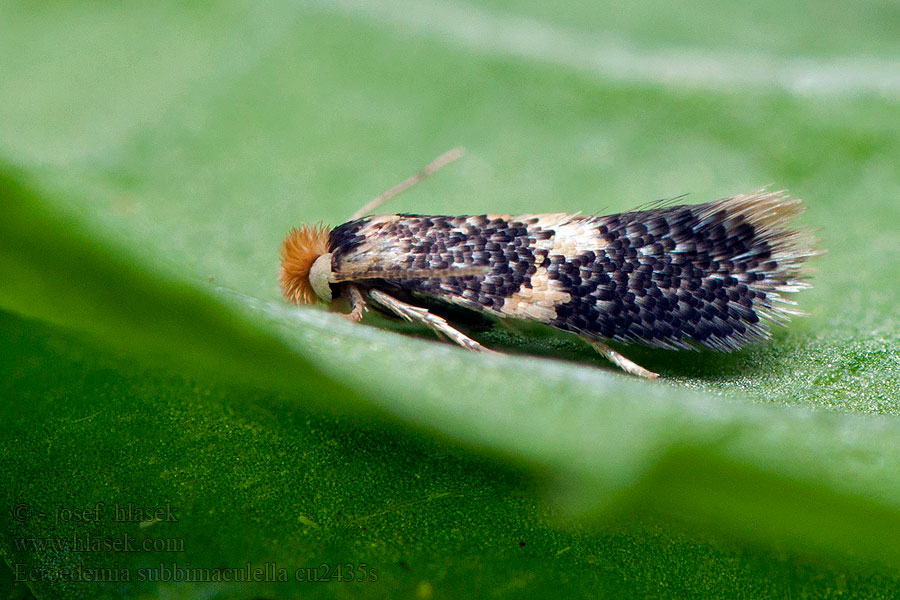 Ectoedemia subbimaculella