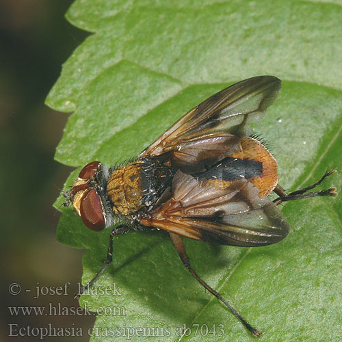Ectophasia crassipennis Hbitěnka plochá
