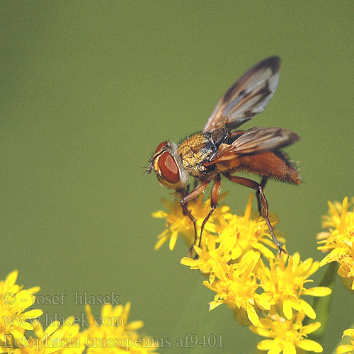 Ectophasia crassipennis Breitflüglige Raupenfliege