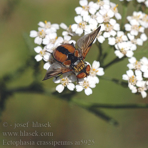 Ectophasia crassipennis Breitflüglige Raupenfliege Phasie crassipienne