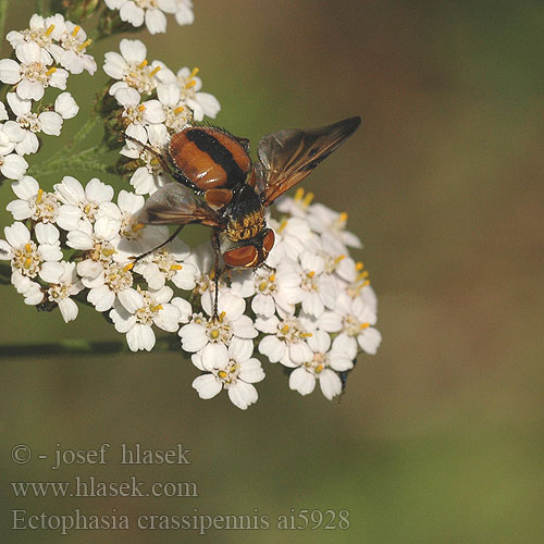 Ectophasia crassipennis Phasie crassipienne