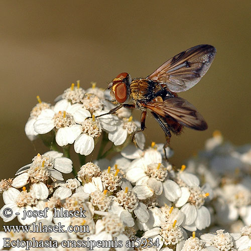 Ectophasia crassipennis Phasie crassipienne Ежемуха толстокрылая