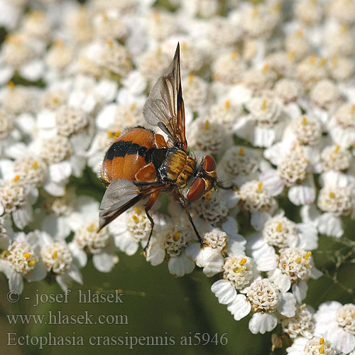 Ectophasia crassipennis Ежемуха толстокрылая