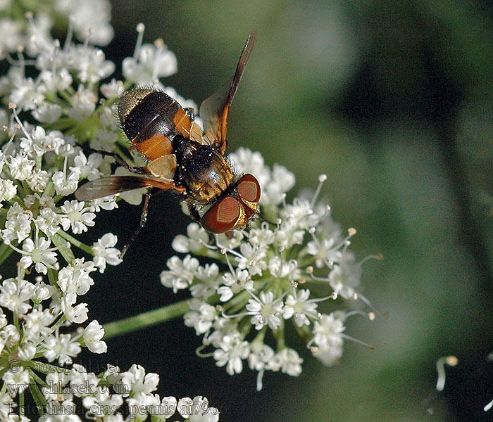 Hbitěnka plochá Ectophasia crassipennis