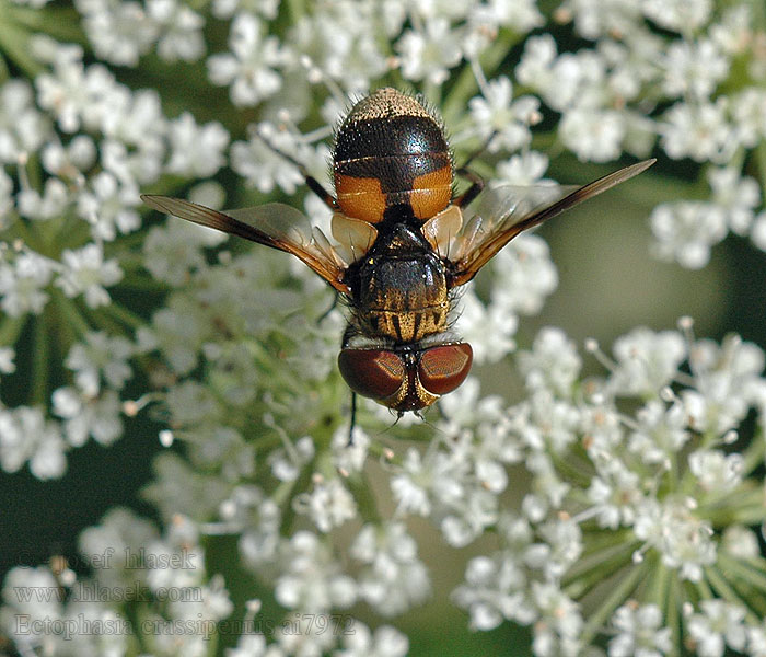 Breitflüglige Raupenfliege Ectophasia crassipennis