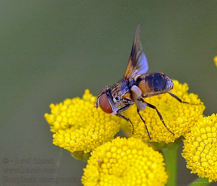 Phasie crassipienne Ectophasia crassipennis