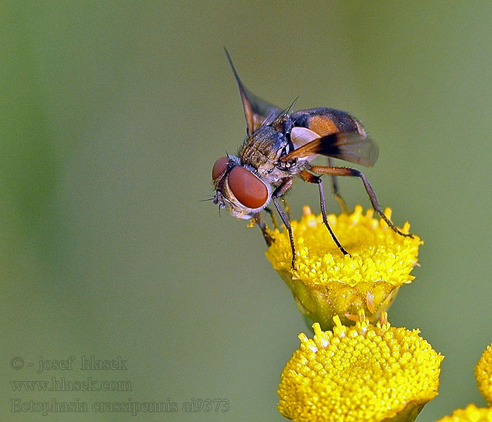 Ectophasia crassipennis