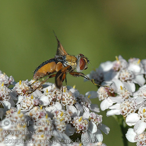 Ectophasia crassipennis Ежемуха толстокрылая