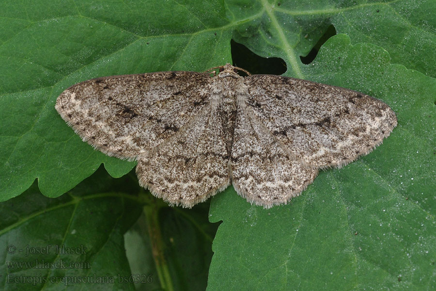 Ectropis crepuscularia