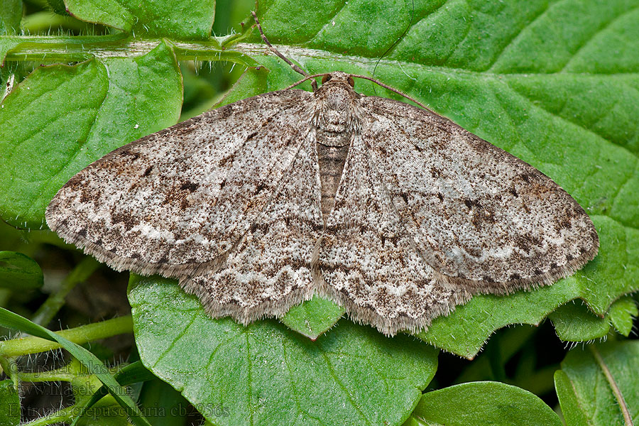 Ectropis crepuscularia