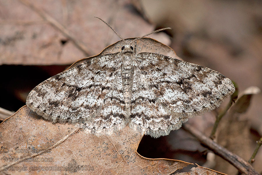 Ectropis crepuscularia Rinden-Zackenbindenspanner