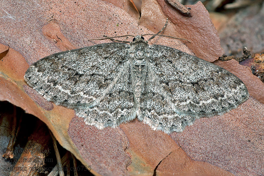 Ectropis crepuscularia Пяденица дымчатая сумеречная