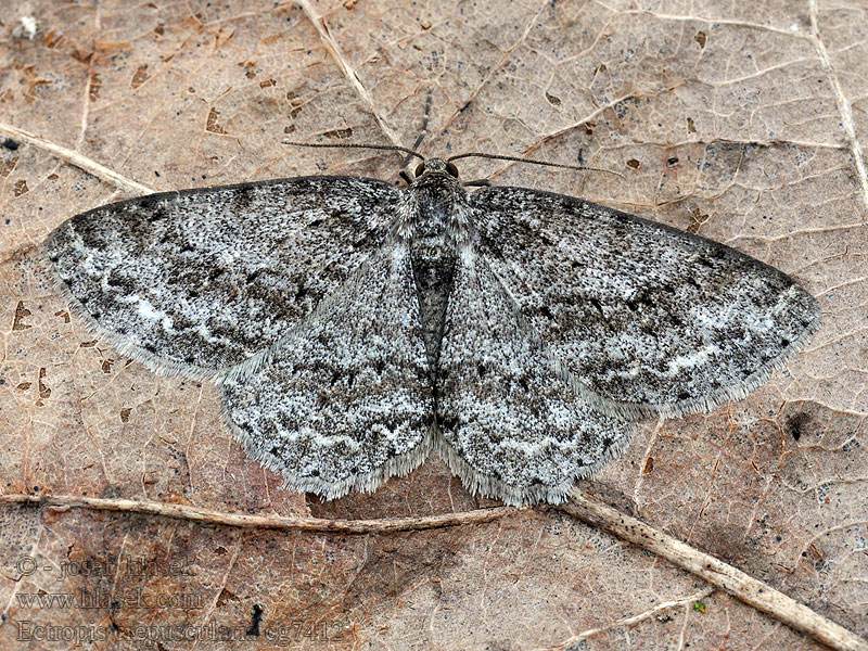 Ectropis crepuscularia Různorožec orlíčkový