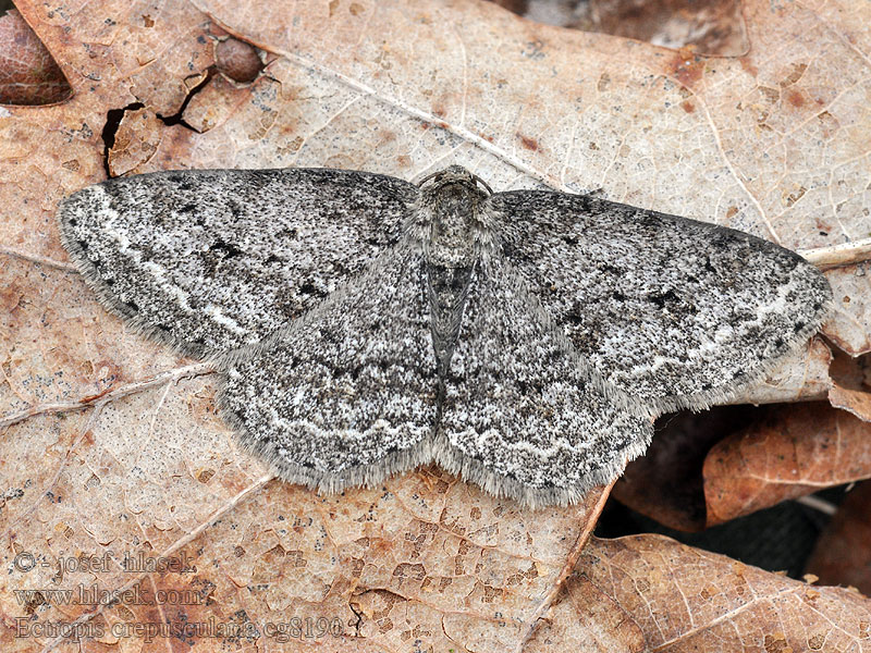 Různorožec orlíčkový Ectropis crepuscularia