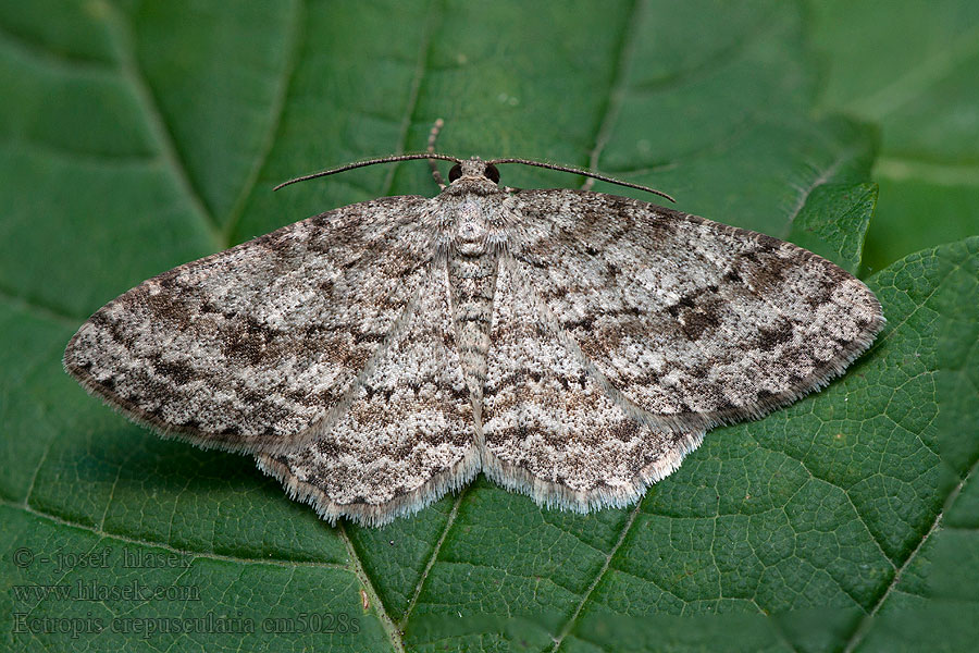 Kôrovka orlíčková Ectropis crepuscularia