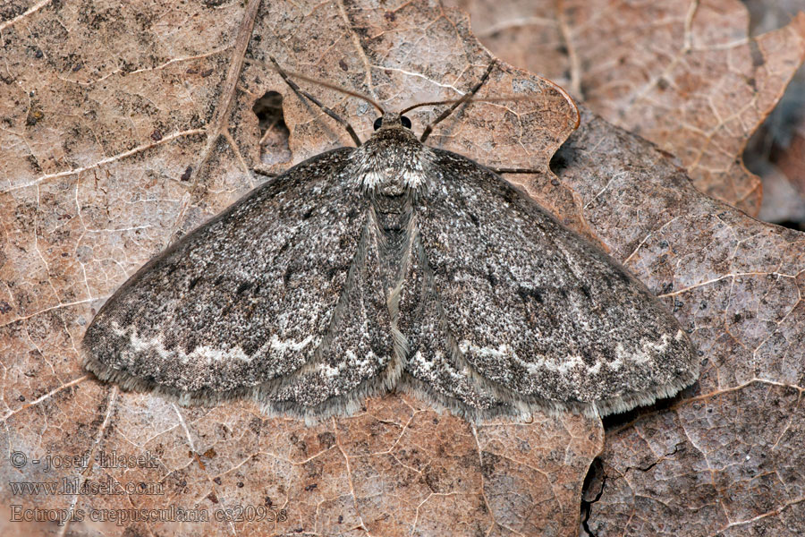 Různorožec orlíčkový Ectropis crepuscularia