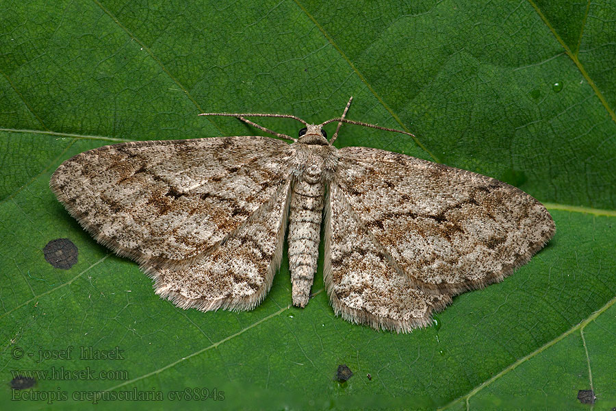 Пяденица дымчатая сумеречная Ectropis crepuscularia