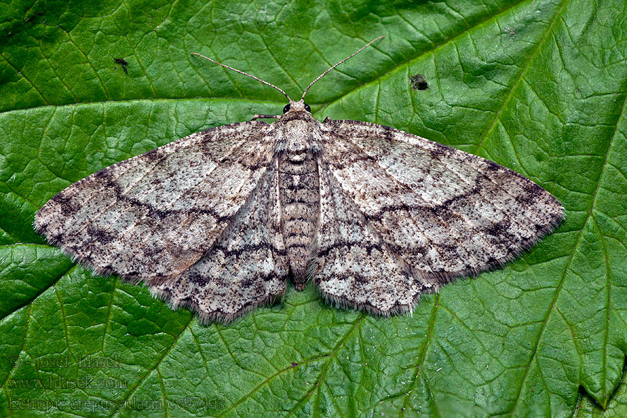 Rinden-Zackenbindenspanner Ectropis crepuscularia