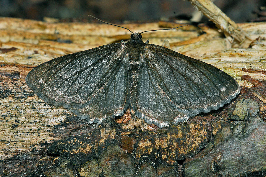 Small Engrailed Ectropis crepuscularia