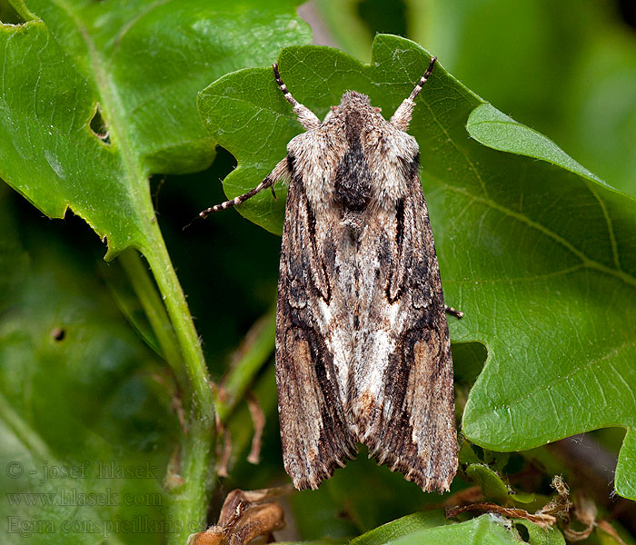 Совка широкоплечая Egira conspicillaris