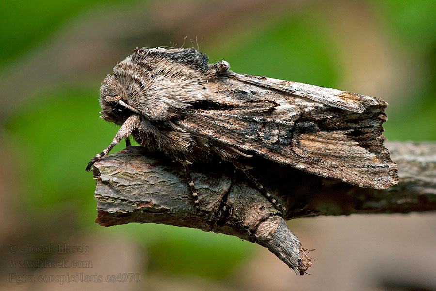 Silver Cloud Ginster-Holzrindeneule Egira conspicillaris