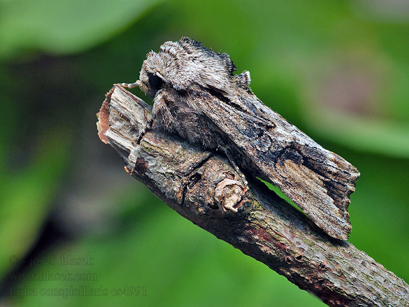 Můra trávová Egira conspicillaris