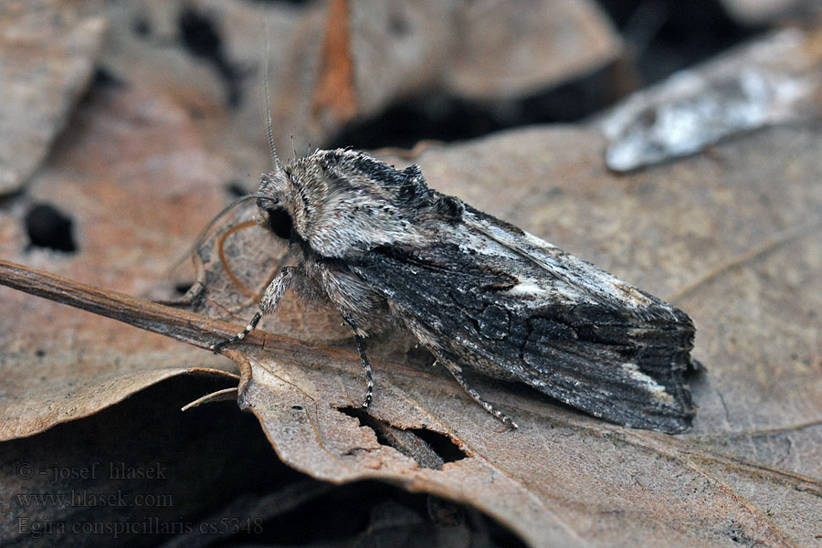 Mora plamienková Egira conspicillaris