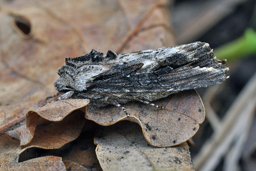 Brildrager Tamsioji egira Egira conspicillaris